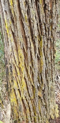 Eucalyptus cephalocarpa