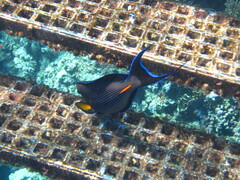 Acanthurus sohal