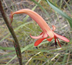 Watsonia angusta