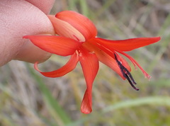 Watsonia angusta