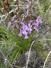 Stylidium pilosum
