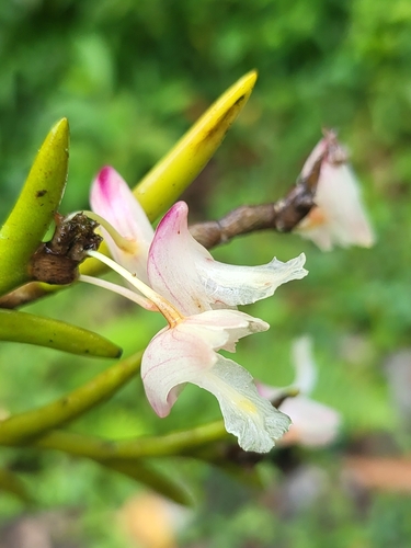 Dendrobium acerosum, photograph 1