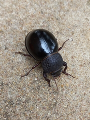 Ocnodes