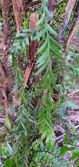Tmesipteris