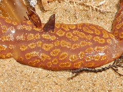 Botrylloides perspicuus