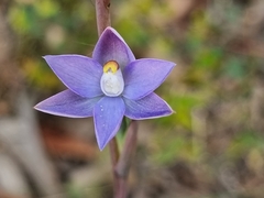 Thelymitra arenaria
