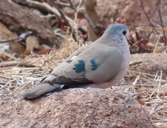 Turtur chalcospilos