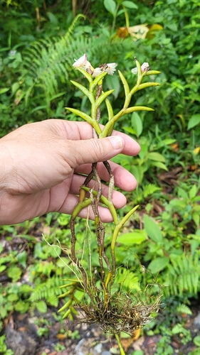 Dendrobium acerosum, photograph 2