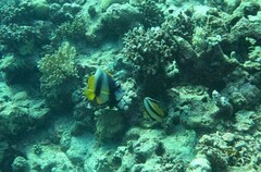 Heniochus intermedius