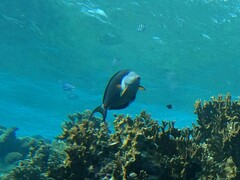 Acanthurus sohal