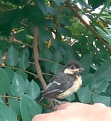 Parus cinereus