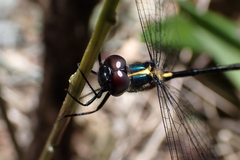 Micromidia atrifrons