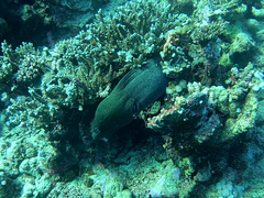 Gymnothorax javanicus