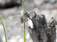 Micromidia atrifrons
