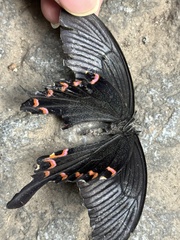 Papilio bianor