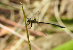 Micromidia atrifrons
