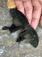 Papilio bianor