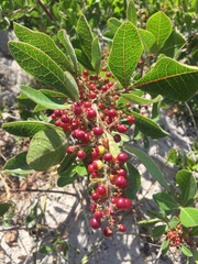 Searsia laevigata