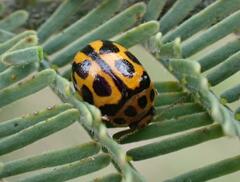 Peltoschema oceanicum