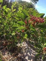 Searsia laevigata