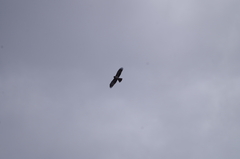 Hieraaetus morphnoides