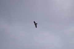 Hieraaetus morphnoides