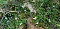Lobelia pedunculata