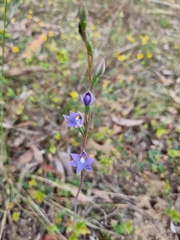 Thelymitra arenaria