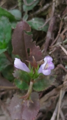 Bonnaya ruelloides