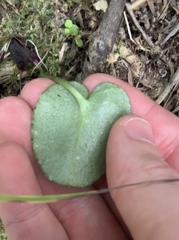 Corybas macranthus