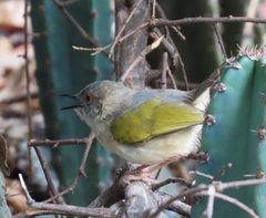 Camaroptera brachyura