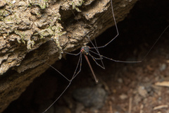 Neopantopsalis pentheter