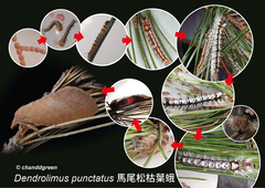 Dendrolimus punctata