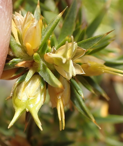 Image of Muraltia ericifolia by (c) Nicola van Berkel, some rights reserved (CC BY-SA)