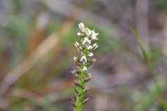 Prasophyllum spicatum