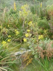 Senecio subcanescens