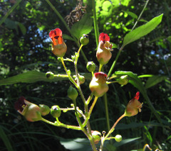 Scrophularia nodosa