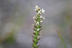 Prasophyllum spicatum