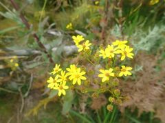 Senecio subcanescens