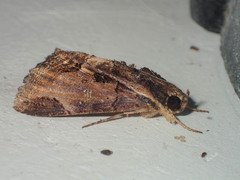 Ercheia cyllaria