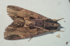Ercheia cyllaria