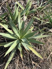 Yucca rupicola