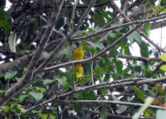 Brachypodius melanocephalos