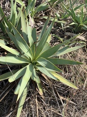 Yucca rupicola