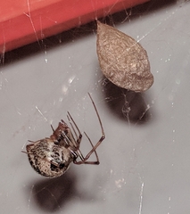 Parasteatoda tepidariorum
