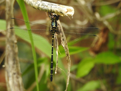 Eusynthemis nigra