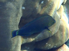 Halichoeres marginatus