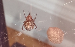 Parasteatoda tepidariorum