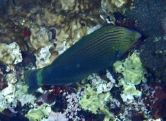 Halichoeres marginatus