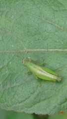 Oxyini